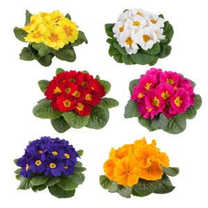 Afbeelding van Primula P10.5 Divers